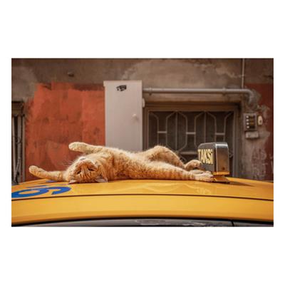 City Cats of Istanbul