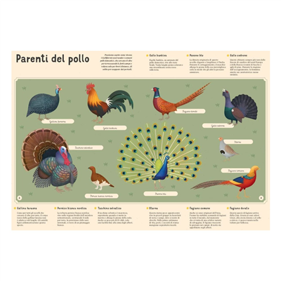 Enciclopedia Degli Uccelli Per Piccoli Lettori Nuo
