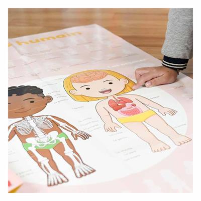 Human Body - Poster Xxl And Stickers