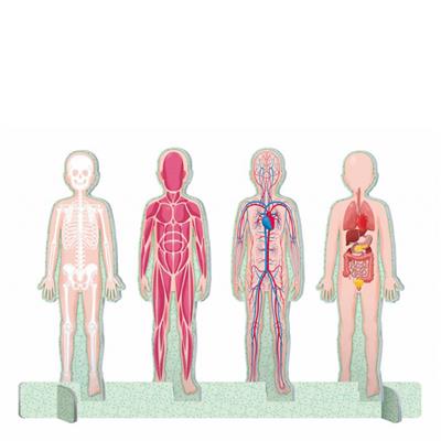 Puzzle - Atlas - 3D Model - İnsan Vücudu