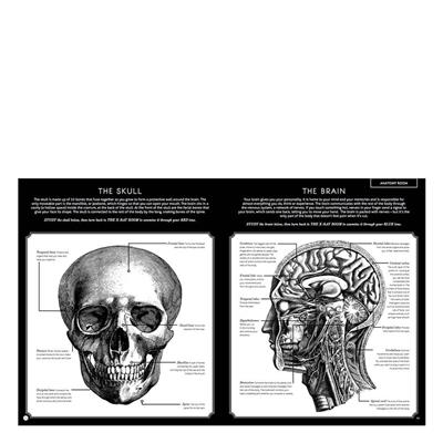 Illumanatomy