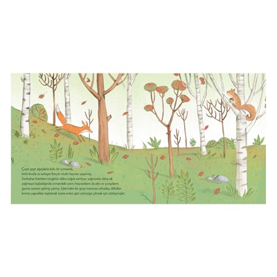 Kısa Çoraplı Zürafa