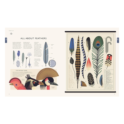 Natural World-A Visual Compendium of Wonders from