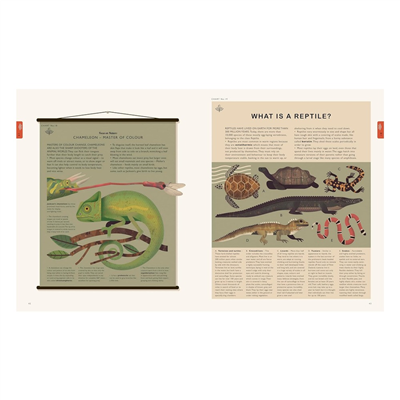 Natural World-A Visual Compendium of Wonders from