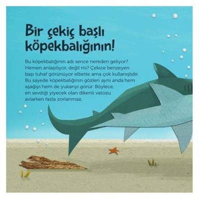 Tepeden Kuyruğa Deniz Canlıları