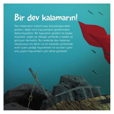 Tepeden Kuyruğa Deniz Canlıları