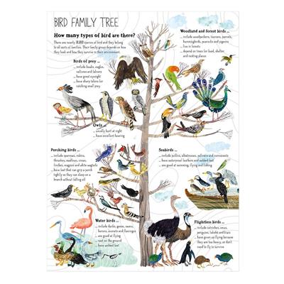 The Big Book Of Birds