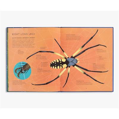 The Secret World of Spiderwebs