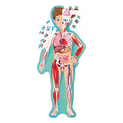 Gez, Öğren ve Keşfet - İnsan Vücudu