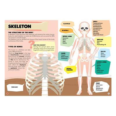 Gez, Öğren ve Keşfet - İnsan Vücudu