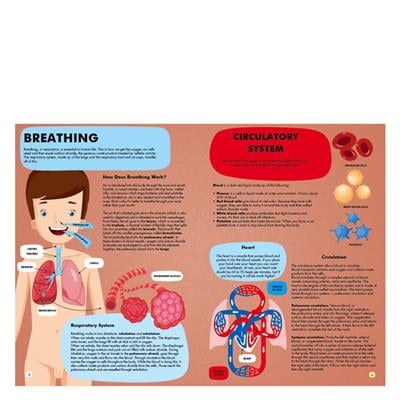 Gez - Öğren ve Keşfet - İnsan Vücudu