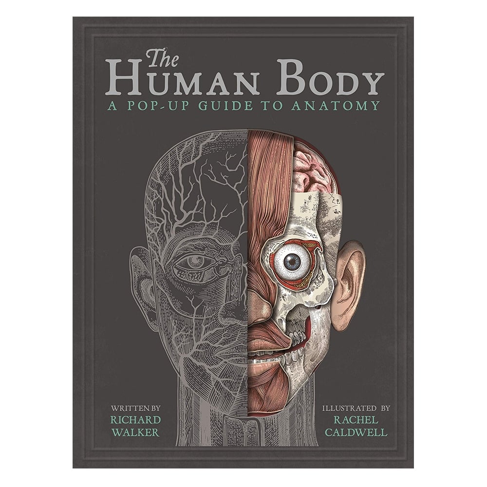 THE HUMAN BODY Çocuk Kitapları Uzmanı - Children's Books Expert