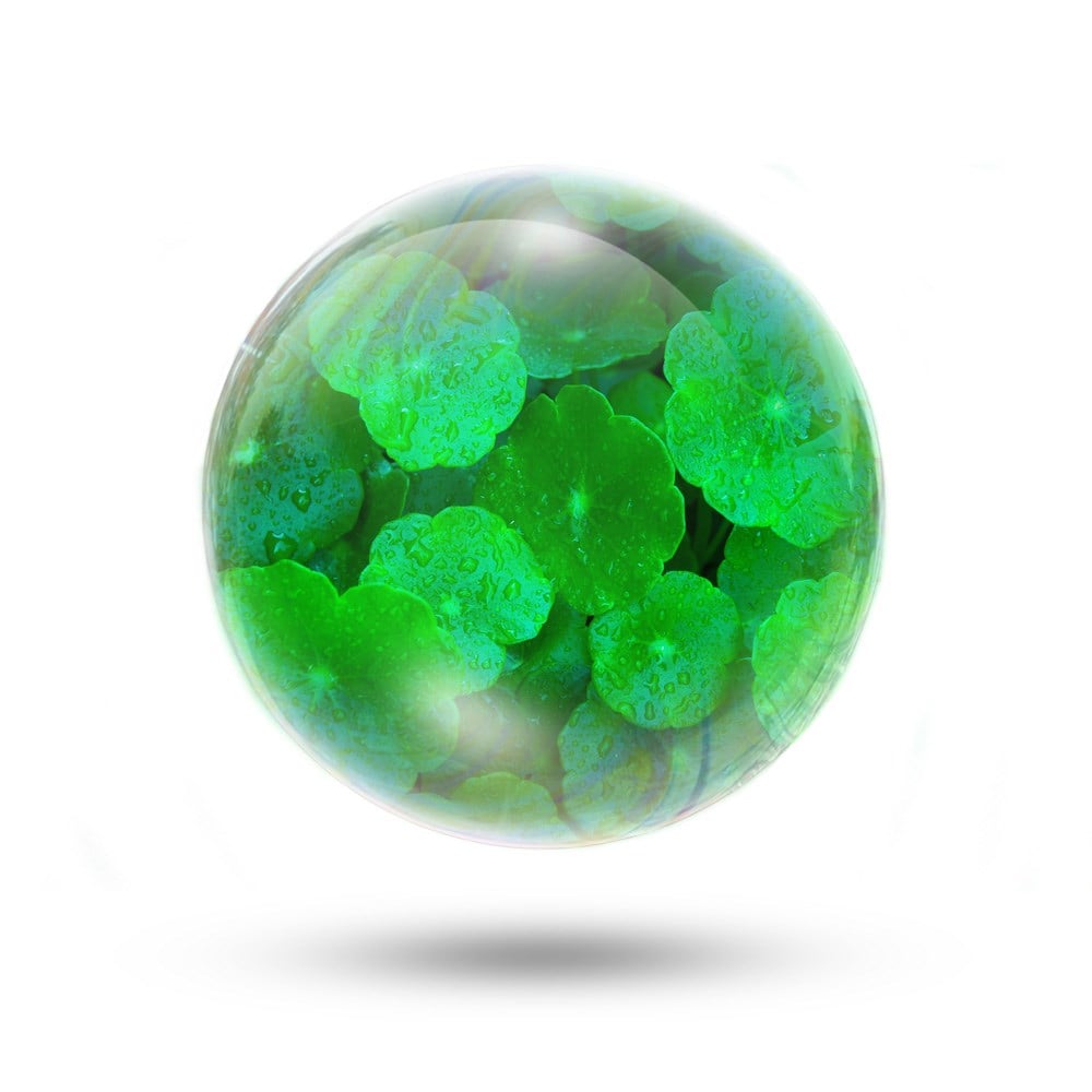 Gotu Kola Özü (Yağda Çözünür)
