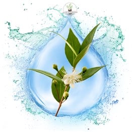 Mersin Suyu