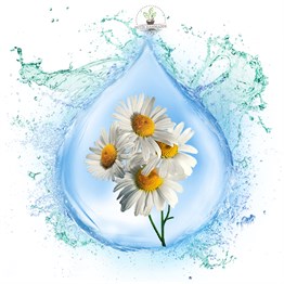 Papatya Suyu (Alman)