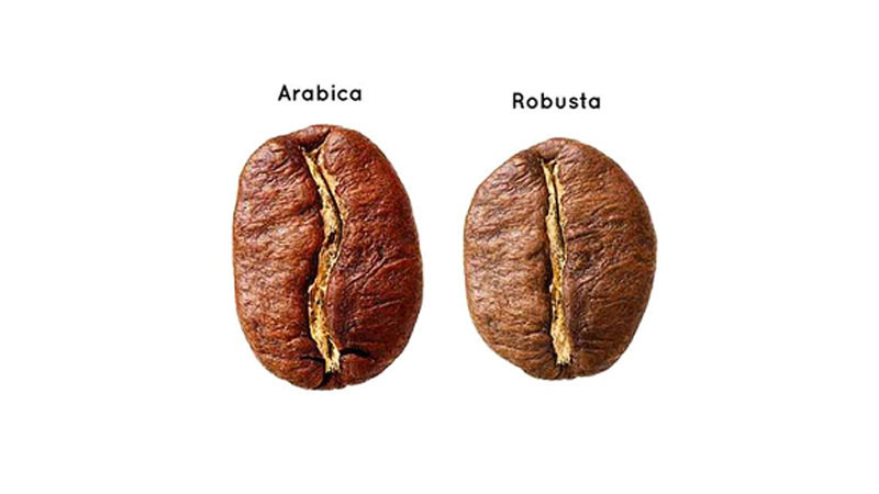arabica ve robusta kahve çekirdekleri blend1601.com
