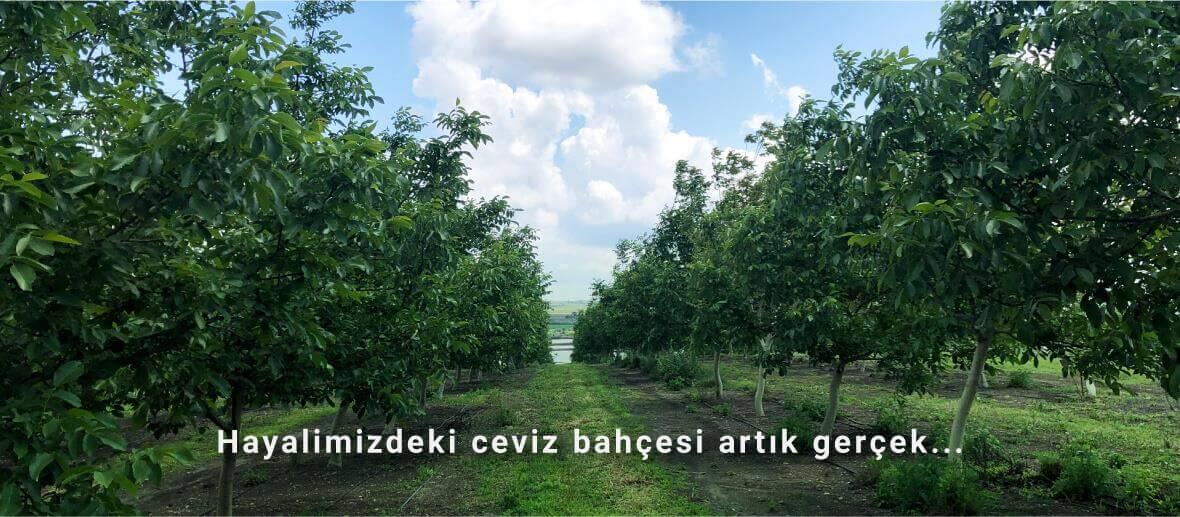 Ağaçlarımız