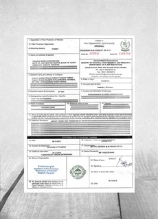 Bakbunatural Himalaya Tuz Lambası no:6
