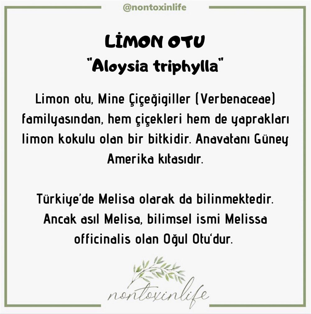 Limon Otu Yaprağı(Aloysia Triphylla)