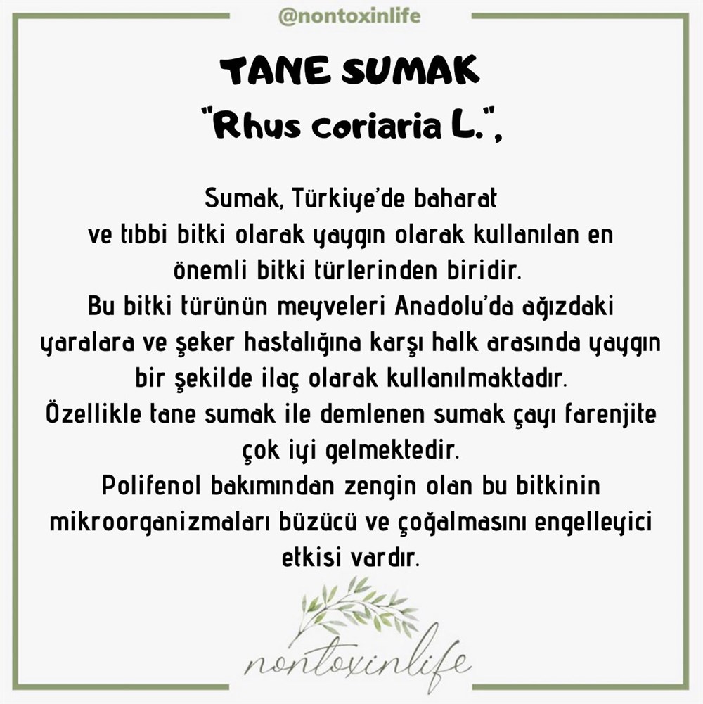 Tane Sumak(Rhus Coriaria)