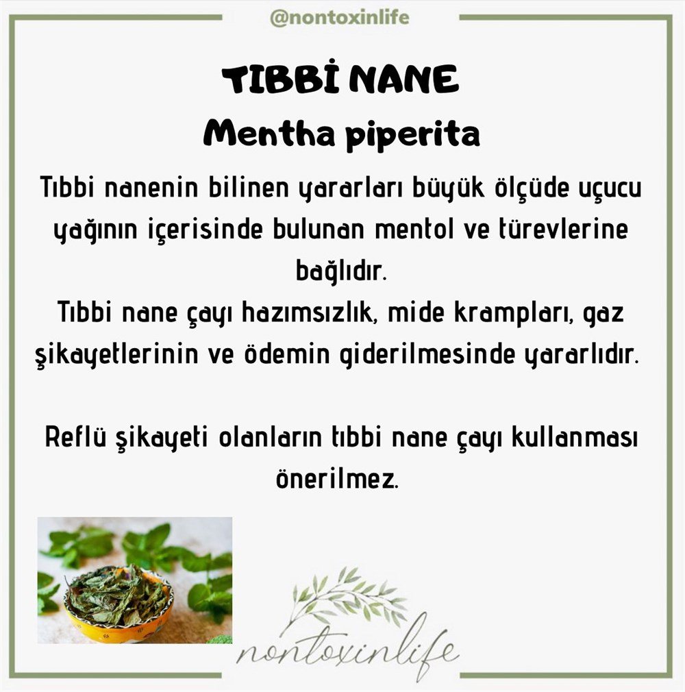 Tıbbi Nane(Menthae Piperitae)