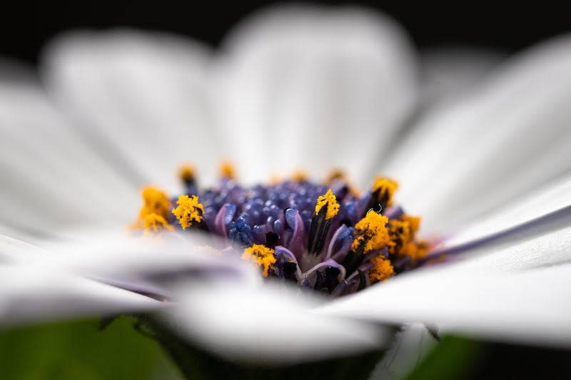 Makro fotoğrafçılık için en iyi lens önerileri