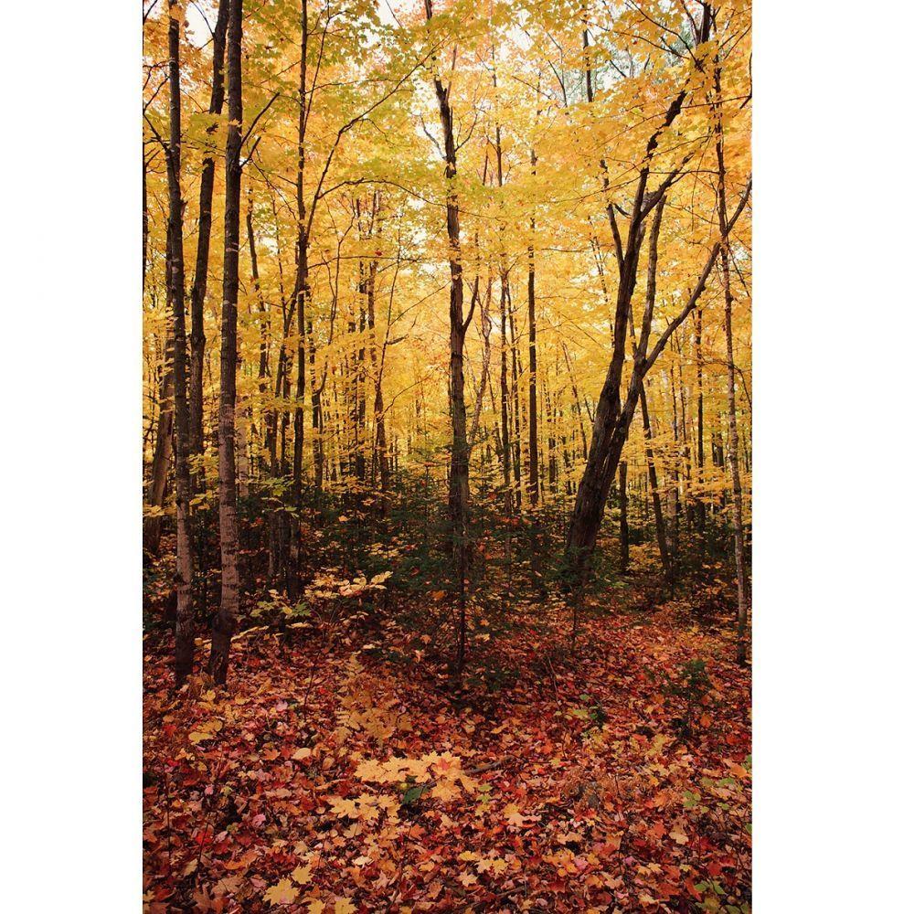 Savage (U.S.A) Autumn Forest (Sonbahar Ormanı) Printed Vinyl Backdrop