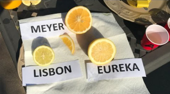 Lizbon Limonu Nedir ?