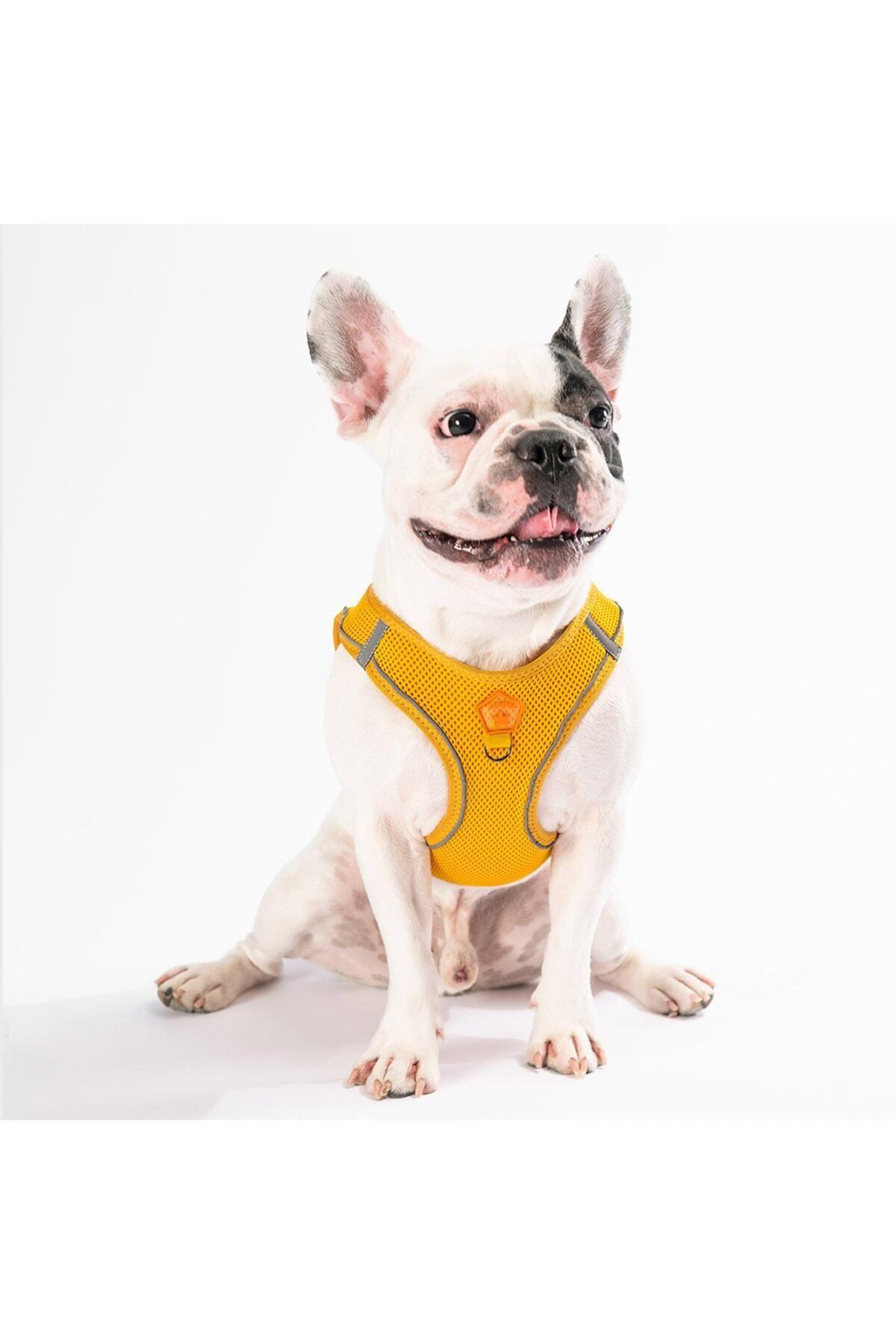 Pawstar Gold Air-mesh Göğüs Tasması Kedi Köpek Göğüs Tasması L
