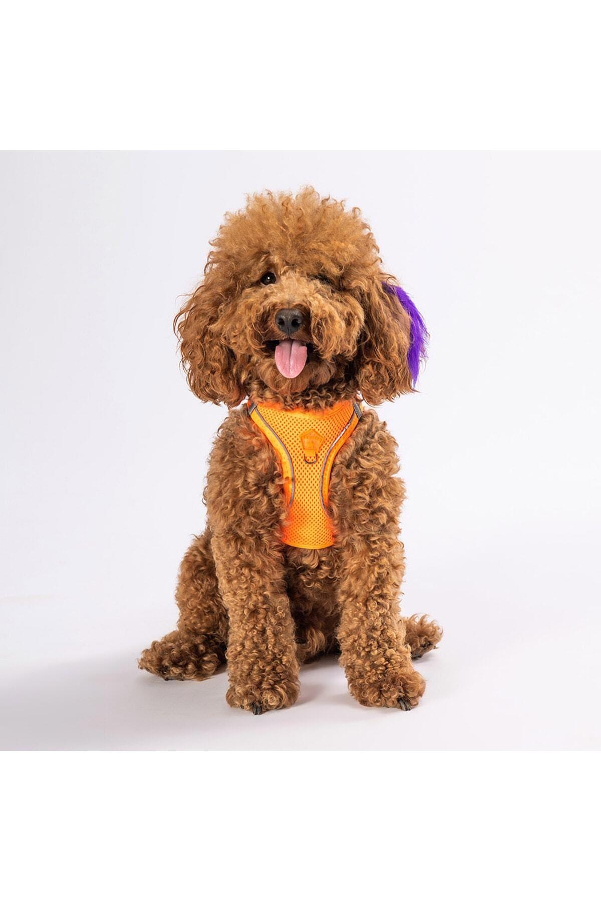Pawstar Neon Turuncu Air-mesh Göğüs Tasması Kedi Köpek Göğüs Tasması S