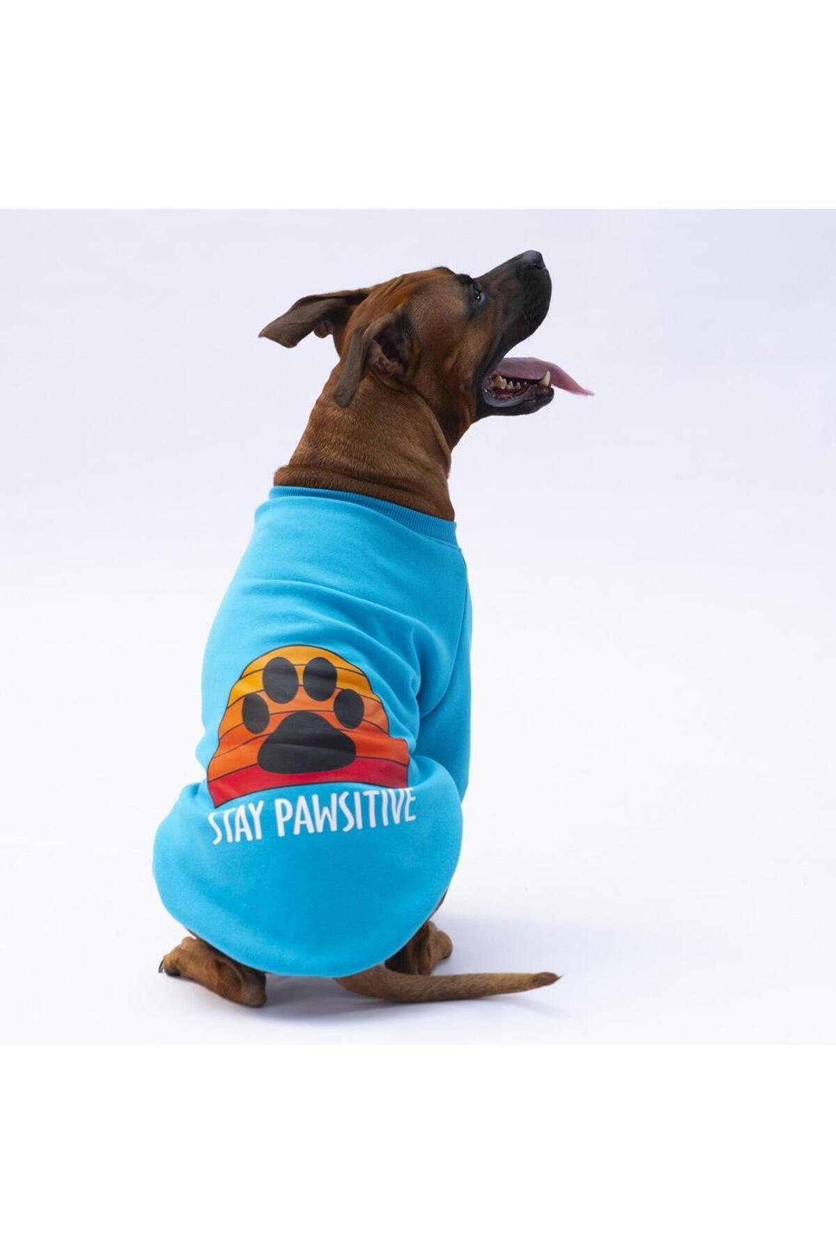 Pawstar Turkuaz Carmel Büyük Irk Köpek Sweat-Köpek Kıyafeti 4XL