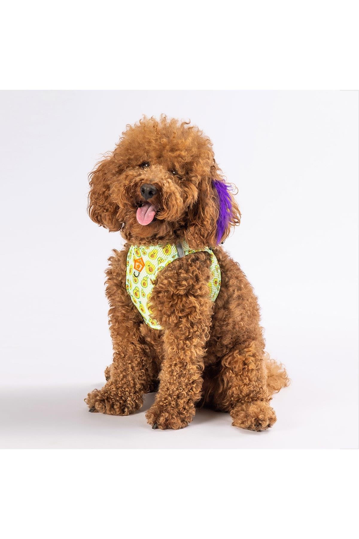 Pawstar Avocado Air-mesh Göğüs Tasması Kedi Köpek Göğüs Tasması XSmall