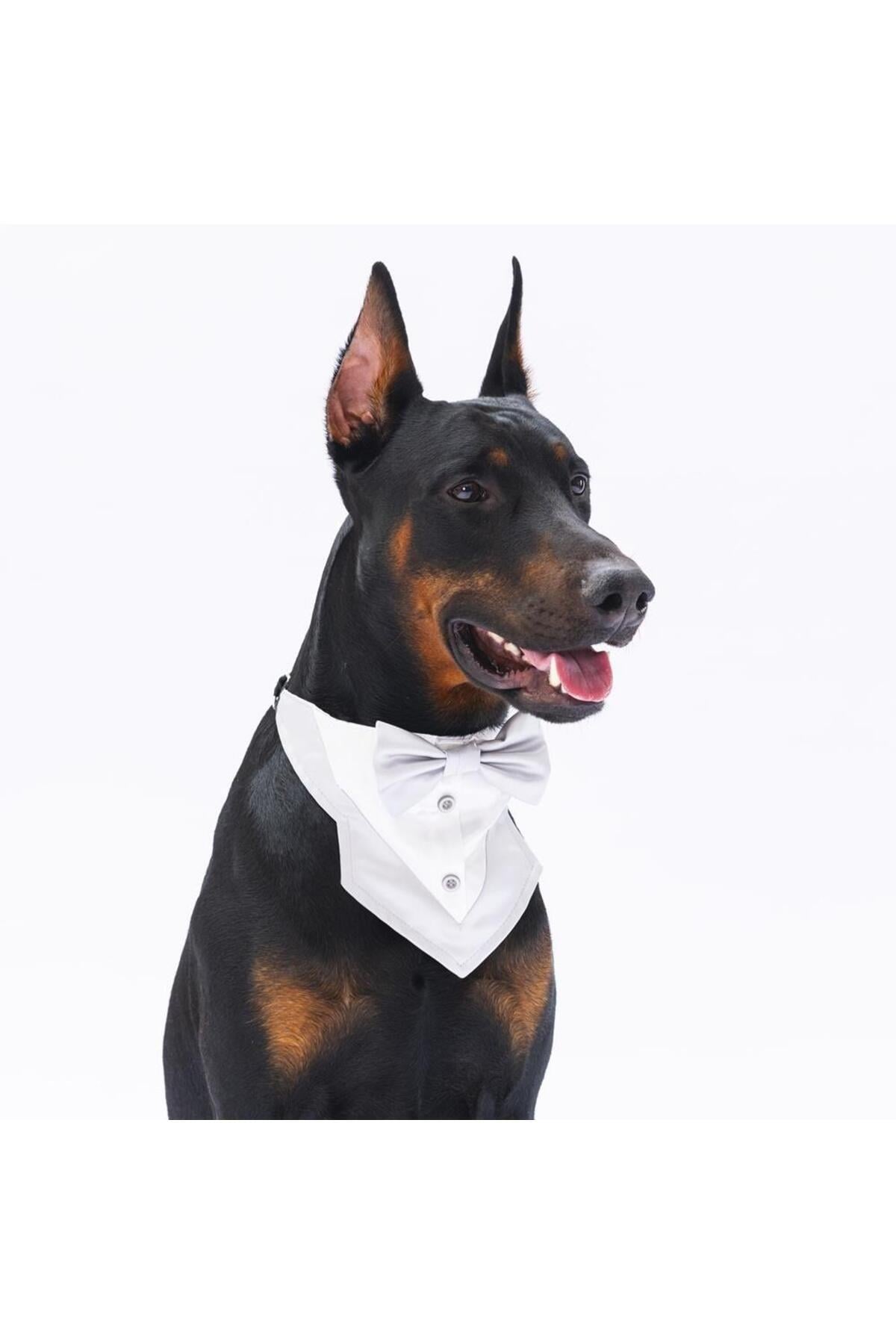 Pawstar Gri Smokin Kedi Köpek Fuları No: 2
