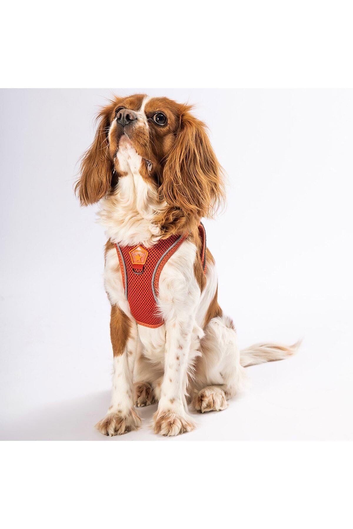 Pawstar Kiremit Air-mesh Göğüs Tasması Kedi Köpek Göğüs Tasması XL