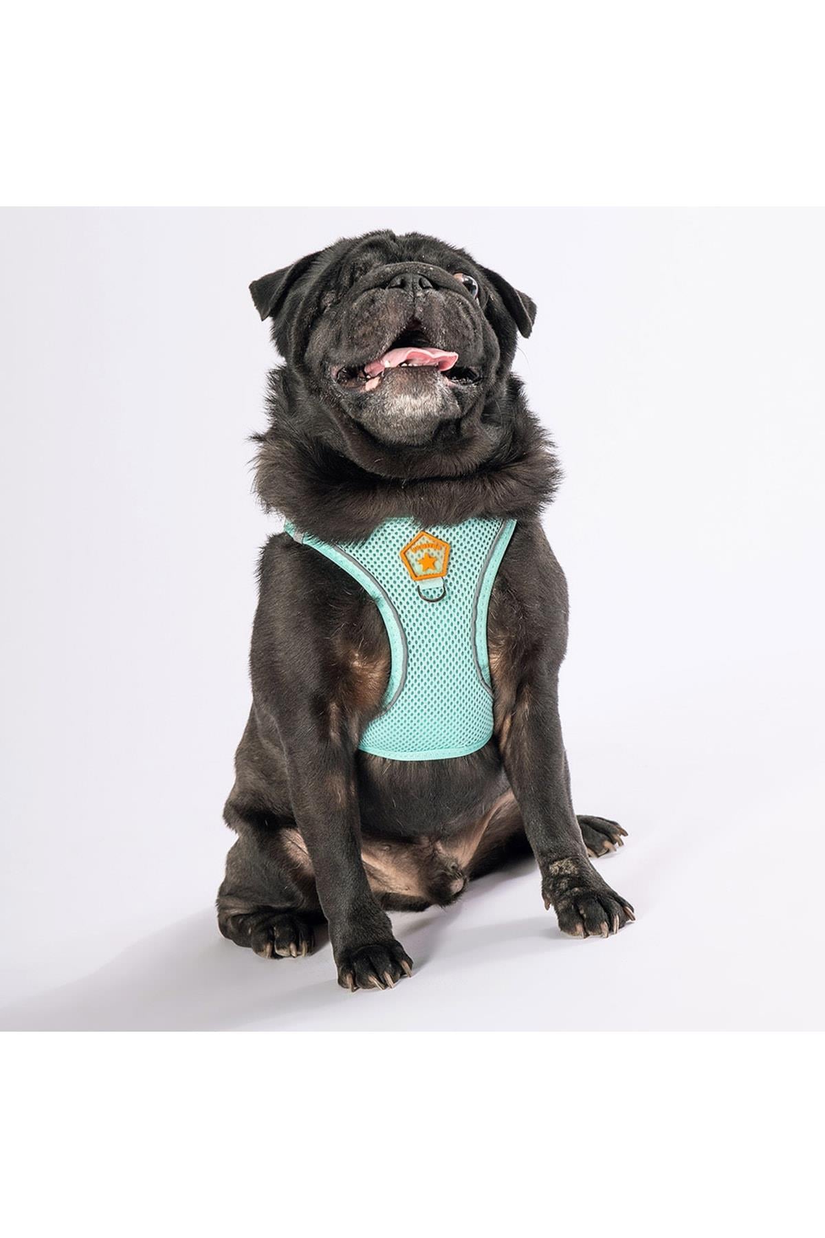 Pawstar Mint Air-mesh Göğüs Tasması Kedi Köpek Göğüs Tasması XL