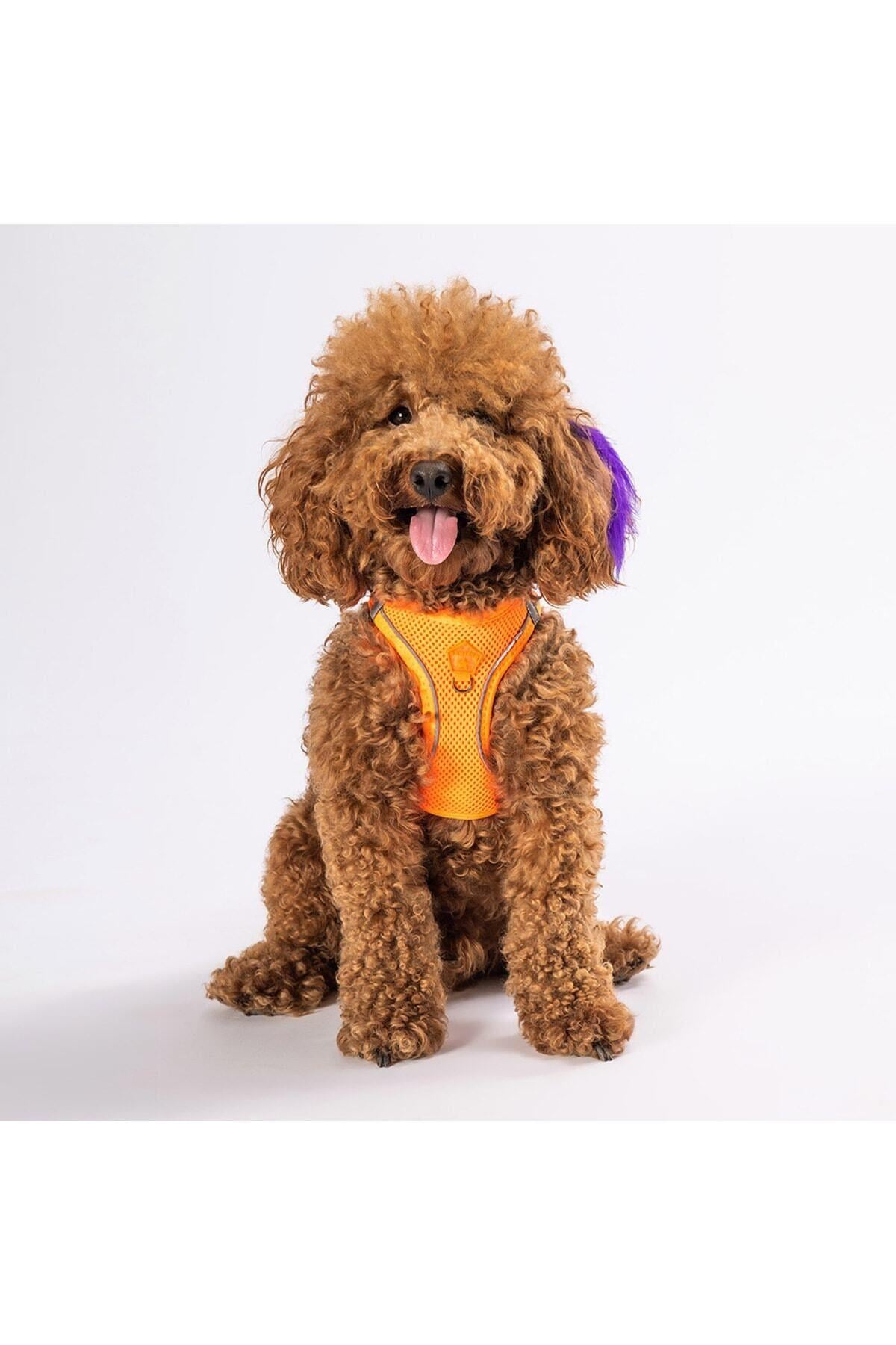 Pawstar Neon Turuncu Air-mesh Göğüs Tasması Kedi Köpek Göğüs Tasması S