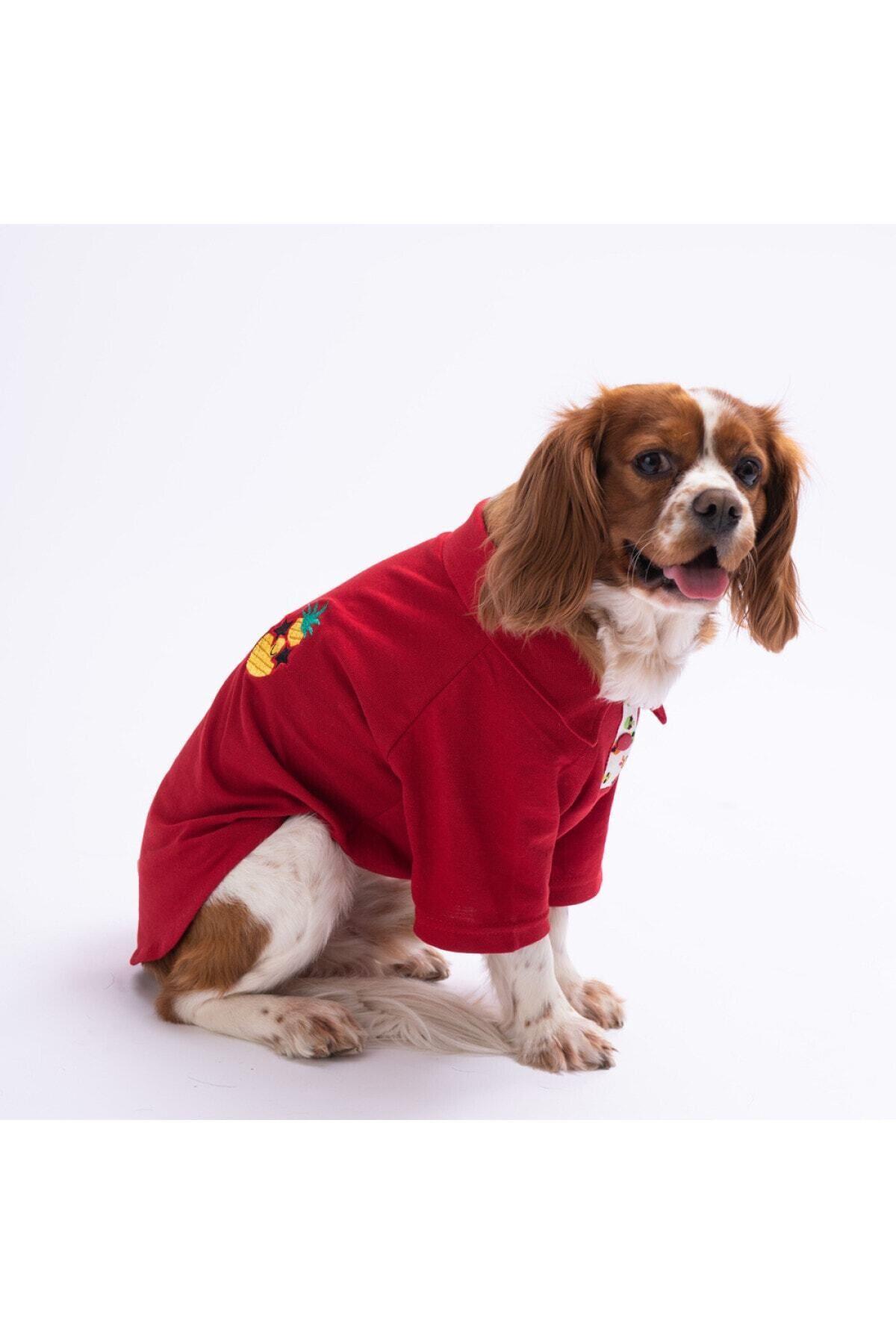 Pawstar Pineapple Polo Yaka Kedi Köpek T-shirt - Kedi Köpek Kıyafeti XL