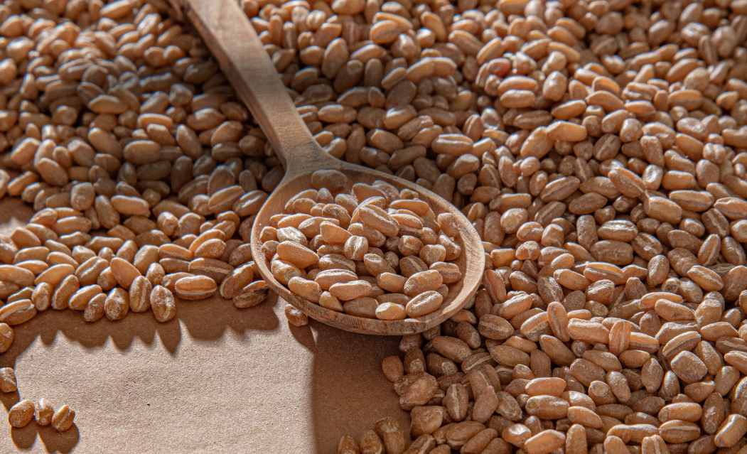 Ata Tohumu Nasıl Elde Edilir?