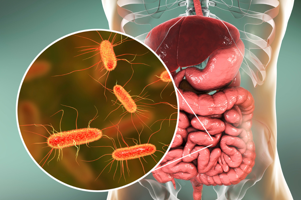 Bağırsak Sağlığı Nasıl Desteklenir?