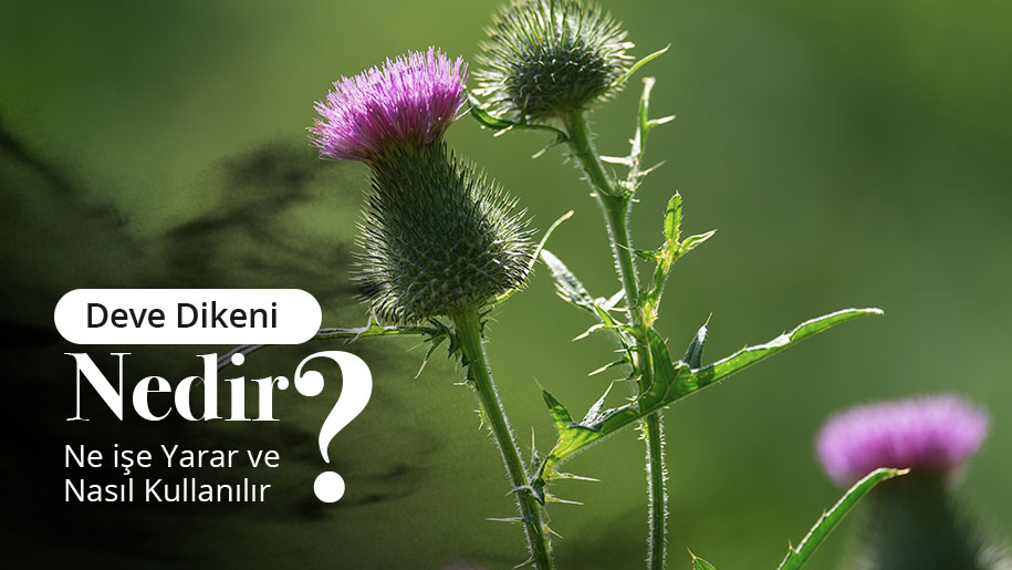 Deve Dikeni Nedir?