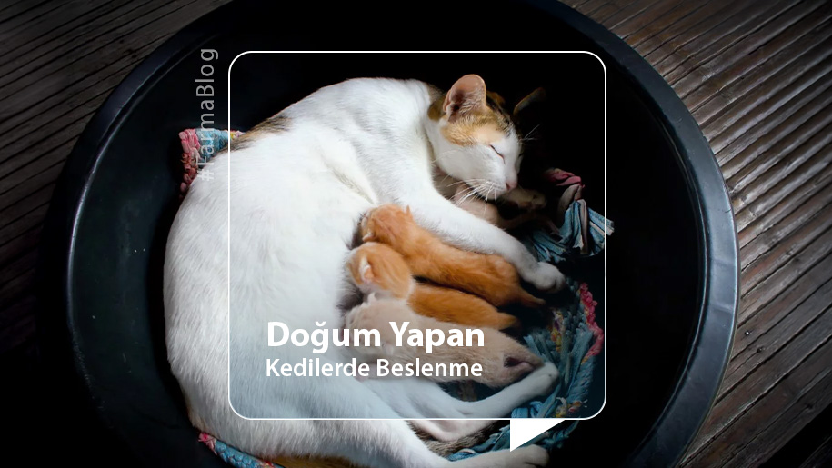 Doğum Yapan Kedilerde Beslenme