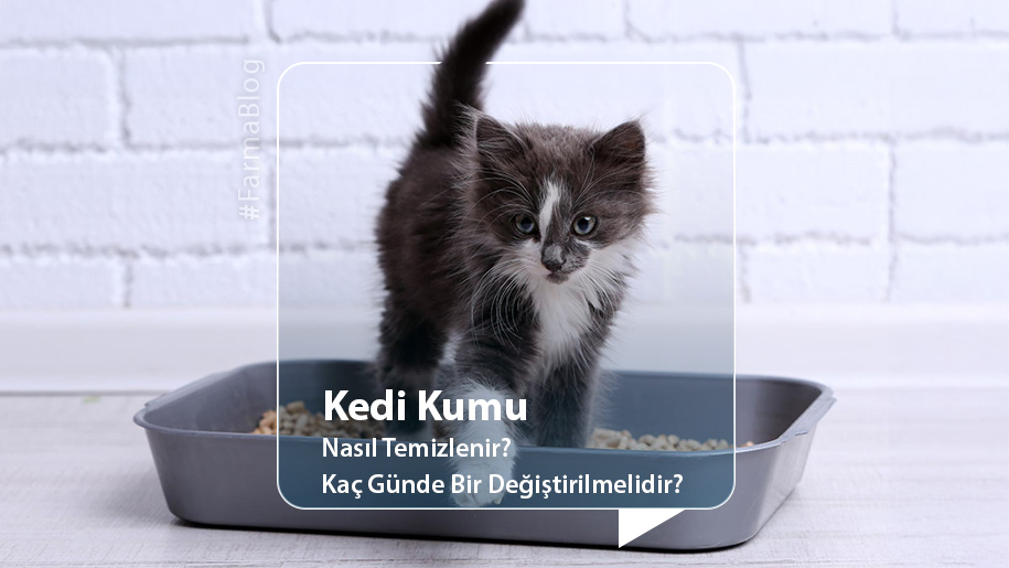 Kedi Kumu Nasıl Temizlenir? Kaç Günde Bir Değiştirilmelidir?