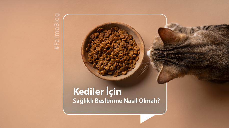 Kediler İçin Sağlıklı Beslenme Nasıl Olmalı?