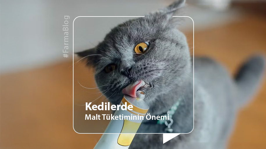 Kedilerde Malt Tüketiminin Önemi