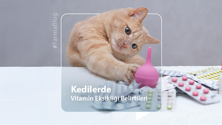 Kedilerde Vitamin Eksikliği Belirtileri