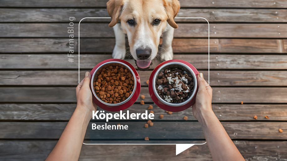 Köpeklerde Beslenme
