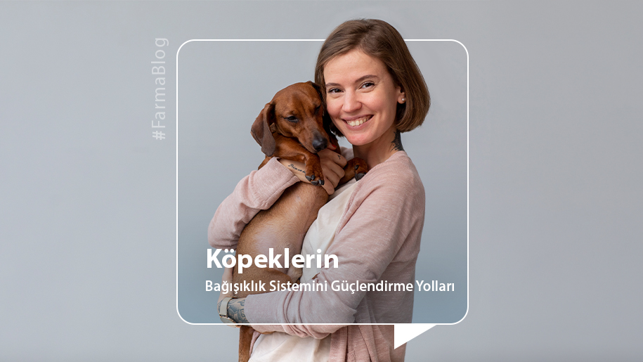 Köpeklerin Bağışıklık Sistemini Güçlendirme Yolları