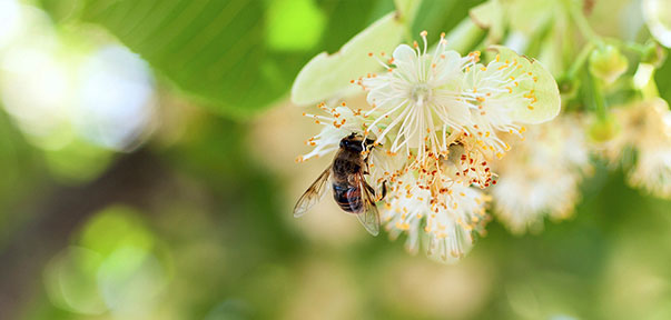 Bombus Arıları