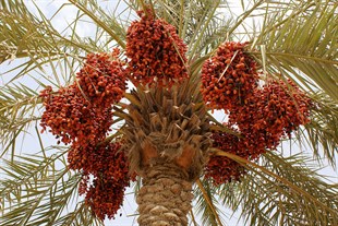 Date Palm Mesh Bag