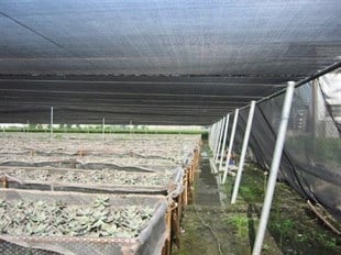 Zeytin Toplama Filesi - Zeytin Sergenliği - 6x100 metre - Yeşil